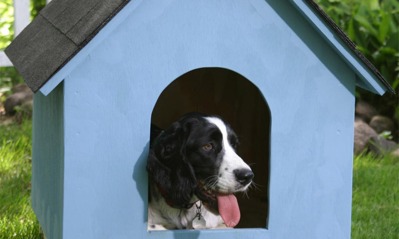 ภาพวาดและขนาดบ้านหมา