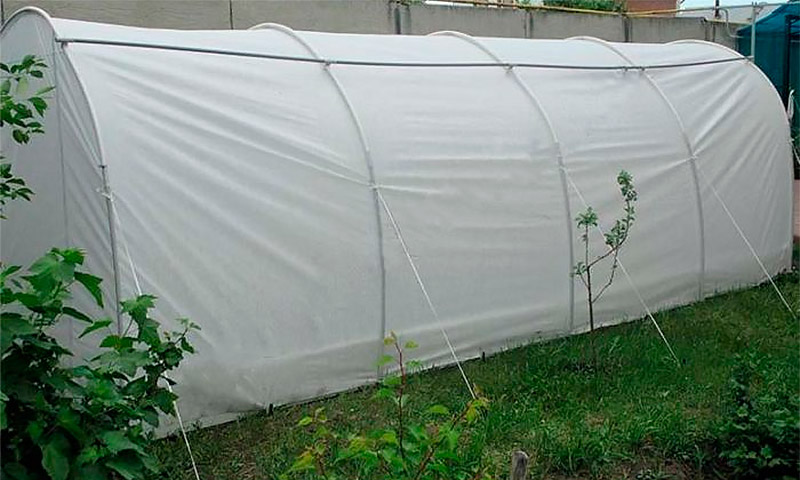 Greenhouse Dachnik - critiques et recommandations des jardiniers